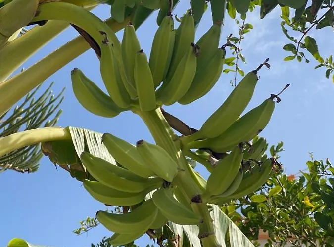 Casa La Mata * 托雷维耶哈